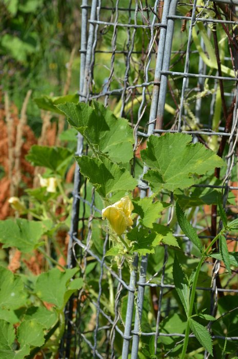 Cucurbita pepo 'Small Orange' (2)